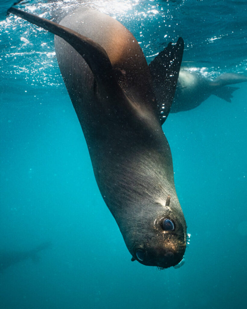 diverobinson_Octavia_1 2