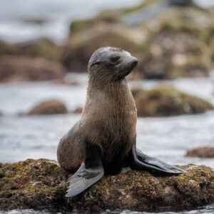 fauna_robinsoncrusoe