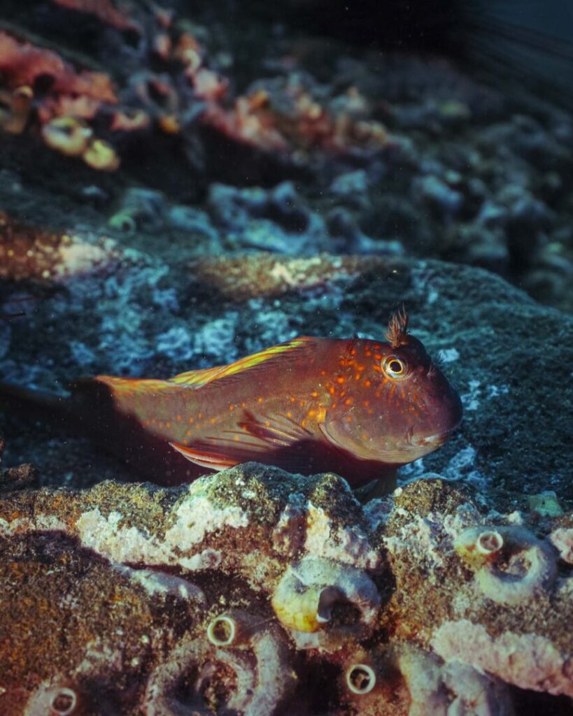 robinsoncrusoe_vuelo_2