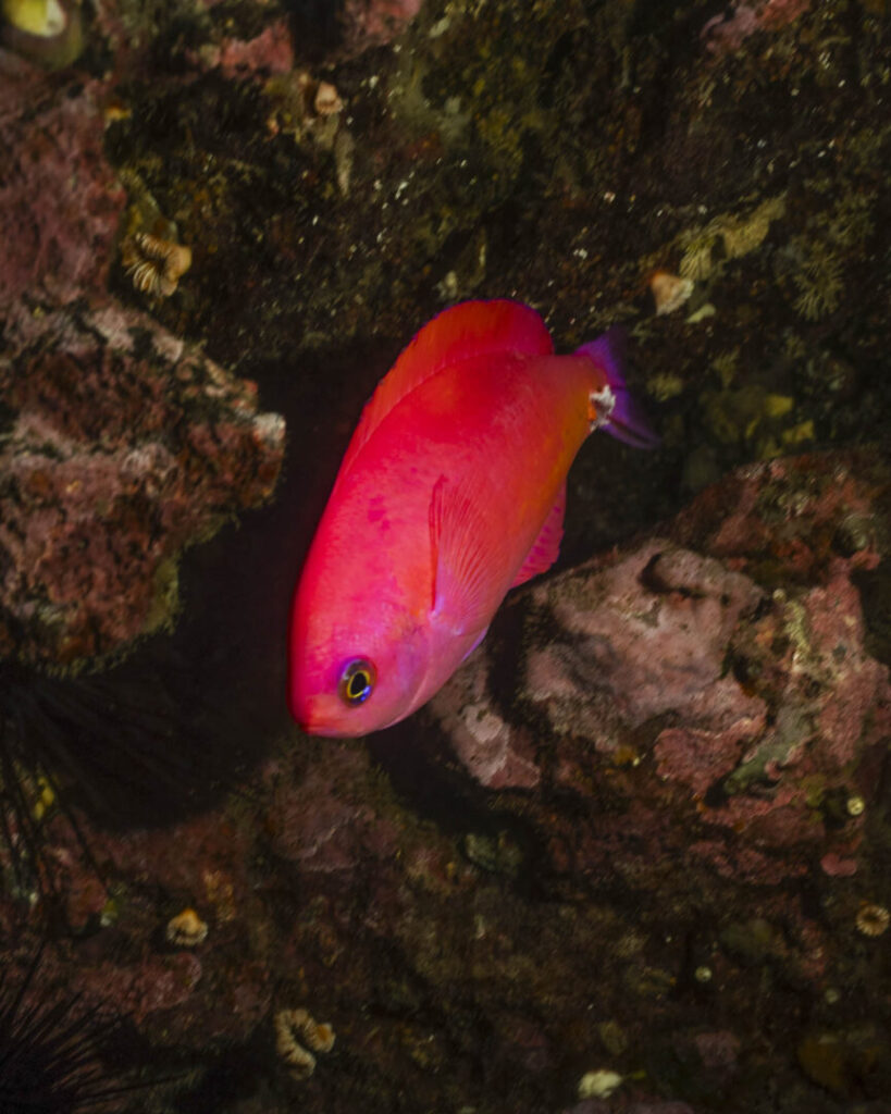 robinsoncrusoe_vuelo_3