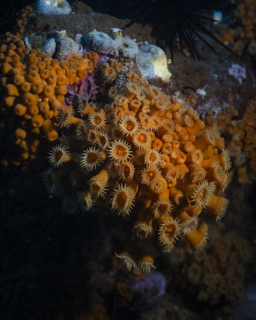 robinsoncrusoe_vuelo_4